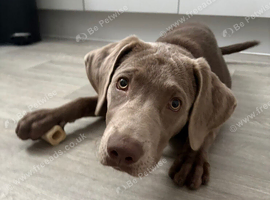 6 month silver labrador retriever