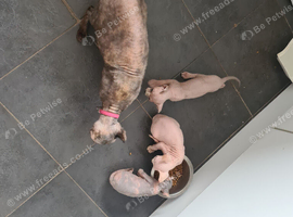 Beautiful sphynx kittens