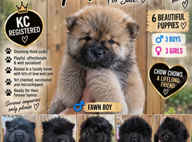 6 Chow Chow Puppies kc registered