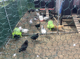 Chicken Chicks and Pullets