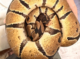 Normal ball python