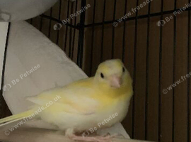 2 Young Varigated Lemon Canaries for sale