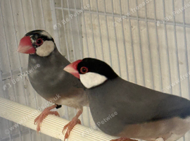 X2 Java finches