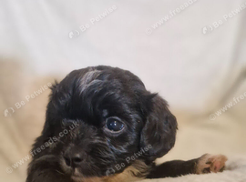 4 stunning shipooh pups