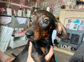 Miniature Dachshund