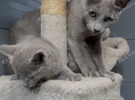 Pure Russian Blue kitten boy looking new home