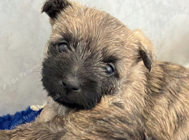 Beautiful cairn terrier puppies