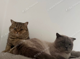 Pedigree British Short hair kittens