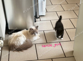 Persian x kittens