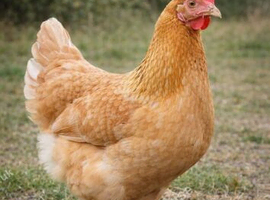 5- Marigold pullets
