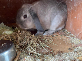 Grey/lilac rabbit