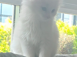 Maincoon kitten