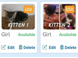 2 kitten 11 weeks old female collection Crawley
