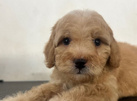 Cavapoo puppies - READY NOW!