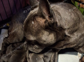 Frenchie puppies ready for forever homes