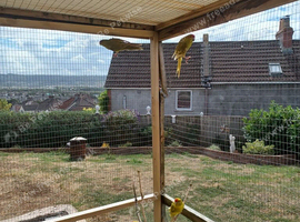 Kakarikies for sale