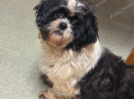 Black and white Shih Tzu
