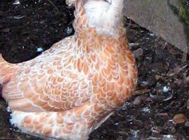 Polish Chicken Hatching Eggs &ndash; Bantam / Large Fowl &ndash; Crested Show Birds