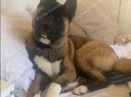 Akita