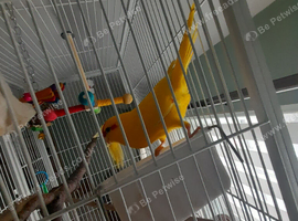 2 kakarikis for sale