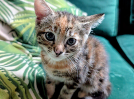 Beautiful kittens for sale