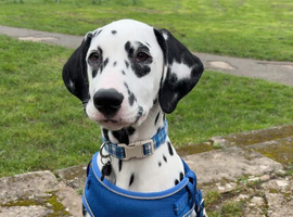 Male Dalmatian