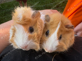 Two 7/8 month old sows
