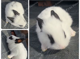 8 Double Maned Lionhead Babies