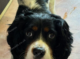 Cookie needs a new home
