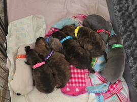 Puppies for sale