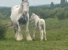 BEAUTIFUL MOTHER AND FOAL