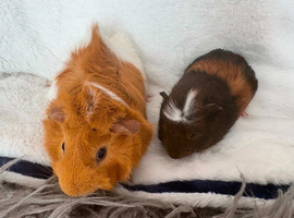 Bonded set of boars