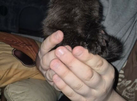 2 beautiful medium haired kittens for sale..