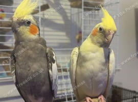 2year old pied female cockateil