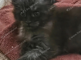 Maine coon male kitten