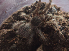 Brazilian red tarantula
