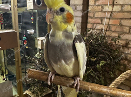 Lovely male cockatiel
