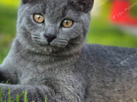 British Blue kittens