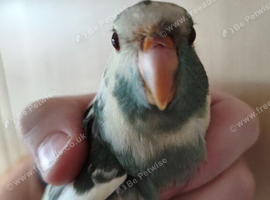 Baby Kakarikis looking for their forever homes. Ready now.