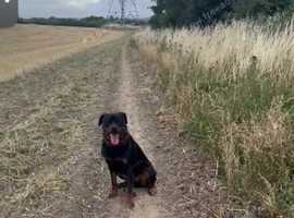Max, pedigree 2 year old Rottweiler