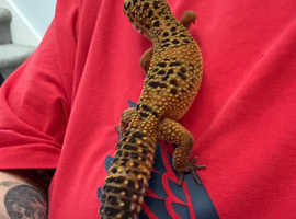 Male leopard gecko