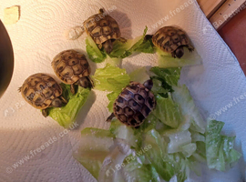 Baby Hermanns tortoises ready now