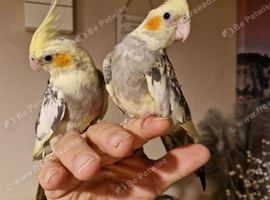 2 beautiful handreared cockatiels
