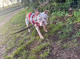 Olde English bulldog