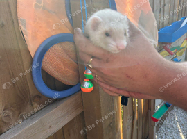 Baby ferrets