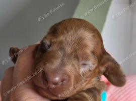 Beautiful KC Registered Dachshund Puppies Available