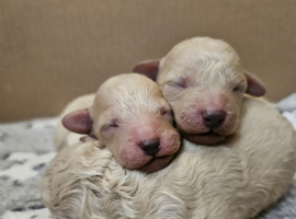 Toy poodle puppies