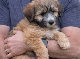 Heavenly Harriet &ndash; 6 Month -Old Tibetan Terrier Puppy Looking for Her Forever Home
