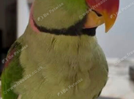 Alexandrine parrot Sami tame
