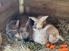 Baby Rabbits